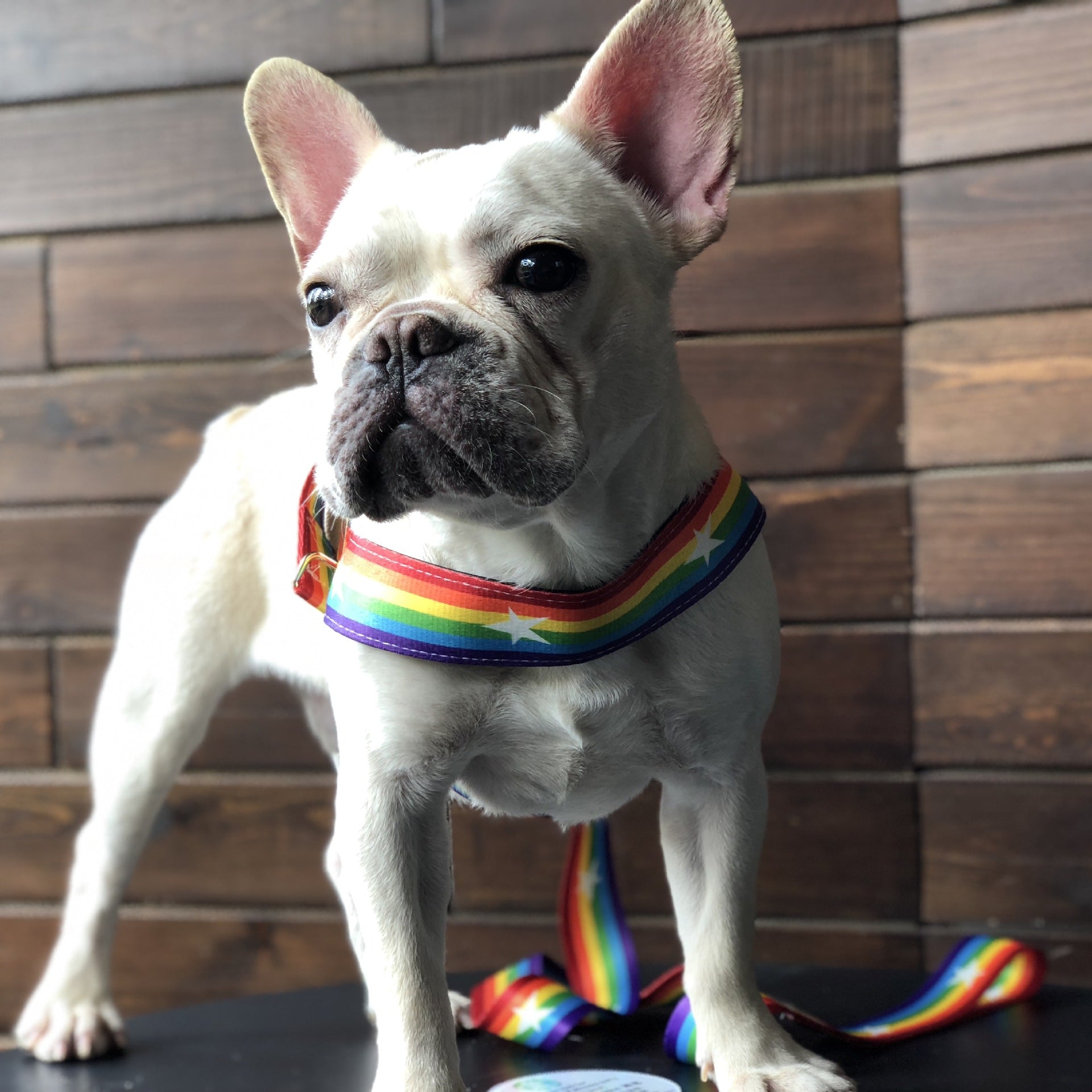 Rainbow Dog Chain Leash For Stylish Outdoor Walks